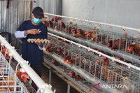 Program Ketahanan Pangan Lapas Semarang Penuhi Sebagian Kebutuhan Dapur dan Bekali Warga Binaan
