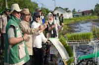 Penguatan Ekonomi Tanah Laut: Tanam Padi 35 Hektare Dorong Ketahanan Pangan Nasional