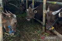 Jelang Idul Adha, Pemkot Jakbar Gencarkan Inspeksi Hewan Kurban di Penampungan