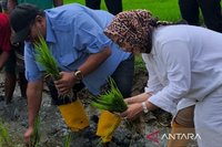 Dukung Ketahanan Pangan, Legislator Jabar Dorong Peningkatan Panen Petani Cirebon Tiga Kali Setahun