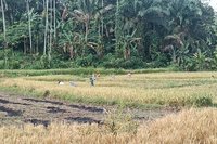 Pasaman Barat Perluas LP2B Jadi 7.275 Ha, Perkuat Ketahanan Pangan dan Lindungi Lahan Pertanian