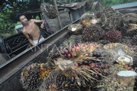 Pakar Desak Kajian Ulang Standar Limbah Sawit 100 mg/l: Potensi Pupuk Organik Terabaikan