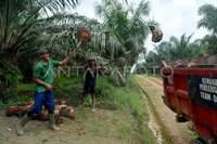 Disbun Sumsel Targetkan 3.600 Hektare untuk Program Peremajaan Sawit Rakyat (PSR) pada 2026