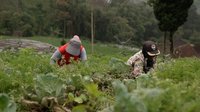 Pesanan Sayur Melonjak Berkat MBG, Semangat Petani Boyolali Kini Terangkat