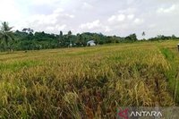 Berau Lindungi Pertanian dari Ancaman Kemarau Panjang, Produksi Padi Tetap Optimal