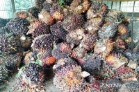 Hilirisasi Sawit Kutim: Perkuat Ketahanan Energi Nasional dan Ekonomi Daerah