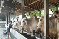 Berkah Setia Farm: Peternakan Sapi Premium Purworejo Jadi Inspirasi Ketahanan Pangan Nasional