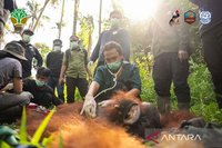 BKSDA dan YIARI Sukses Translokasi Orangutan di Kayong Utara, Redakan Konflik Manusia-Satwa