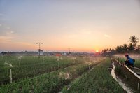 Dorong Ketahanan Pangan, Pengguna Electrifying Agriculture PLN Sulselrabar Meningkat 8,2 Persen