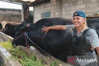 Sapi Brangus 1,15 Ton Asal Tangerang Jadi Pilihan Presiden Prabowo untuk Kurban Idul Adha 2026