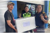 Respons Positif Pembeli, Thailand Jadi Pasar Strategis Ekspor Tuna Yellowfin Maluku