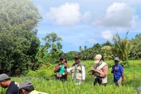 BBRMP Maluku dan Petani Bersinergi Kawal Mutu Benih Padi di SBB