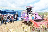 Polda Kalsel Panen 100 Ton Jagung, Dukung Program Ketahanan Pangan Polda Kalsel
