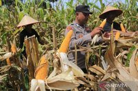 Inovasi Polri Tingkatkan Pertanian: Dari Limbah Jagung hingga Teknologi Modern untuk Ketahanan Pangan