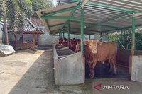 Pemkot Yogyakarta Perketat Pengawasan Hewan Kurban Jelang Idul Adha 2026