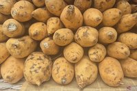Inovasi Kultur Jaringan Dorong Produksi Ubi Cilembu Sumedang untuk Pasar Global