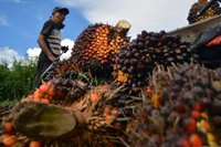 Pemprov Riau Minta Perusahaan Tidak Turunkan Harga TBS Sawit Riau Sepihak