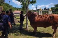 Presiden Prabowo Sumbang Sapi Kurban 1 Ton Lebih untuk Masyarakat Simeulue di Idul Adha 2026