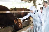 Idul Adha 2026: Gubernur Khofifah Sebut Mampu Dongkrak Ekonomi Peternak Jatim
