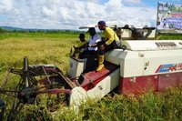 Pemkot Jayapura Panen Padi Cetak Sawah Perdana di Koya Timur, Perkuat Ketahanan Pangan Nasional