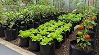 Sering Diabaikan! Kesalahan Ibu Rumah Tangga yang Bikin Tanaman Sayur Gagal Panen