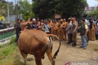 Pemkot Sorong Salurkan 30 Sapi Kurban untuk Idul Adha 1447 H, Pastikan Aman Dikonsumsi