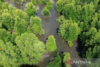 ULM Temukan 14 Spesies Mangrove di Kotabaru, Perkuat Konservasi Lingkungan Pesisir
