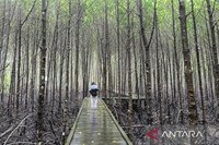 Dispar Kaltim Angkat Pesona Ekowisata Mangrove Kaltim untuk Tarik Wisatawan