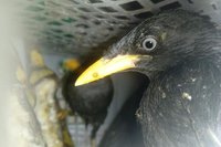 Barantin Lampung Gagalkan Pengiriman 172 Burung Ilegal di Bakauheni, Modus Kurir Terungkap