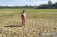 Nagan Raya Darurat Kekeringan: 600 Hektare Lahan Sawah Terancam Gagal Panen