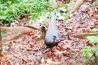 Tim ULM Teliti Keragaman Hayati Hutan Kahung, Ungkap Keunikan Burung Kuau Raja