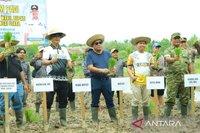HSU Perluas Lahan Tanam Padi 1.362 Hektare, Perkuat Ketahanan Pangan Nasional