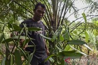 Produksi Hasil Hutan Bukan Kayu Maluku Capai 3.432 Ton Semester I-2026: Dorong Ekonomi dan Kelestarian Hutan