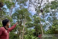 Konservasi Orangutan Tabalong: Menjaga Rumah Terakhir di Hutan Gambut Kalimantan Selatan