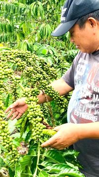 Full Senyum Jenderal Jadi Petani Bersiap Panen Kopi, Nasib Lebih Baik di 2024