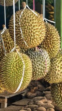 Studi: Durian Monthong Lebih Unggul Dibanding Durian Asal China