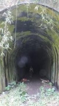 Fakta Terowongan Juliana di Pangandaran, Diambil dari Nama Ratu Belanda hingga Jadi Tempat Syuting Film Siksa Kubur