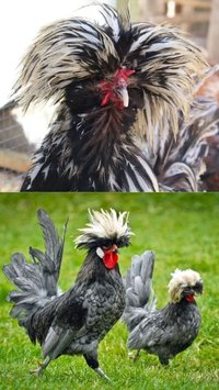 Kisah Pria Sidoarjo Budi Daya Ayam Polandia, Setiap Hari Mandikan Ayam hingga Keringkan Bulunya Pakai Hair Dryer