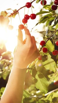 Mengenal Cherry Picking, Tindakan Abaikan Fakta Demi Memperkuat Argumen Pribadi