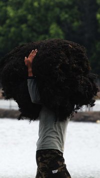 FOTO: Jerit Petani di Bekasi Keluhkan Harga Rumput Laut Anjlok