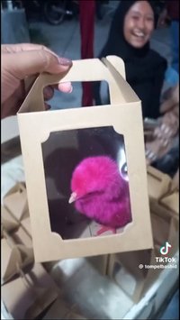 Viral Souvenir Pernikahan Unik di Mojokerto, Berisi Ayam Warna-warni