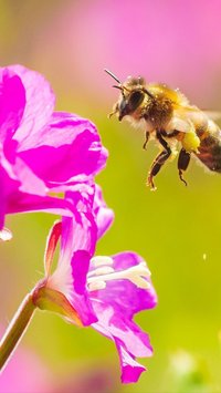 20 Mei Peringati Hari Lebah Sedunia, Begini Asal Usulnya
