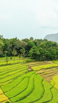 Mengenal Sedekah Rame, Tradisi Gotong Royong dari Melayu Lahat dalam Kegiatan Pertanian