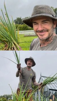 Penampilan David Beckham saat Berkebun, Panen Daun Bawang Buat Victoria