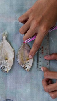 FOTO: Intip Proses Pembuatan Susu dari Bahan Dasar Ikan di Indramayu