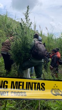 Nestapa Petani di Bromo, Diperintah Rawat Tanaman Ternyata Ladang Ganja Berujung Bui