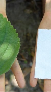 Mengenal Plectranthus Barbatus, Tanaman Pengganti Tisu Toilet yang Lebih Ramah Lingkungan