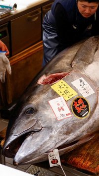 Ikan Tuna Biru Ini Laku Terjual Rp21 Juta, Beratnya 276 Kg