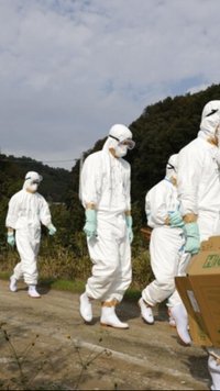 50.000 Ekor Ayam Dimusnahkan Usai Merebak Flu Burung di Jepang