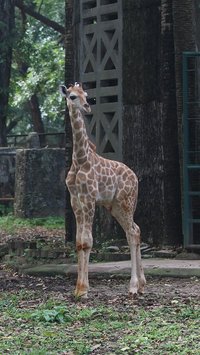 FOTO: Lucunya Anak Jerapah Lahir di Taman Margasatwa Ragunan, Diberi Nama Rajaka